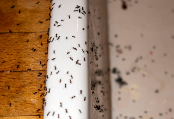 Best Pest Control for Businesses  in Palo, IA