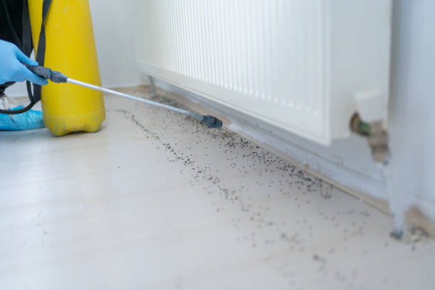Best Insect Control  in Palo, IA